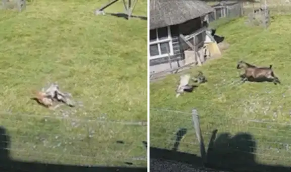 Cabra se alerta de que gallina iba a ser arremetida por un halcón y corre a salvarla