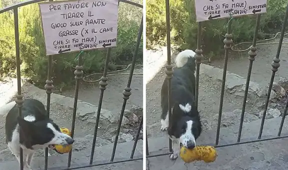 Perrito solicita a las personas que pasan por su puerta que le arrojen su pelota favorita