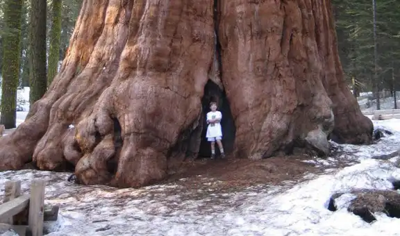 EE. UU.: el árbol más grande del mundo está en peligro por incendio forestal en California
