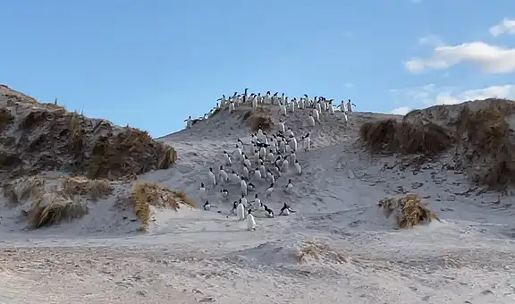 Colonia de pingüinos escapa rápidamente al notar que un depredador se acerca