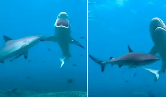 Buzo graba momento en que voraz tiburón ataca a otro de su misma especie