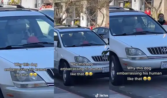 Mujer deja a su perro dentro del auto y travieso can toca el claxon para llamar la atención