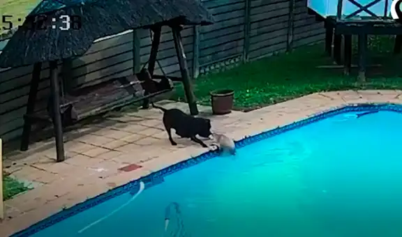 Valeroso perrito se convierte en ‘héroe’ al salvar a su ‘amigo’ que cayó al agua