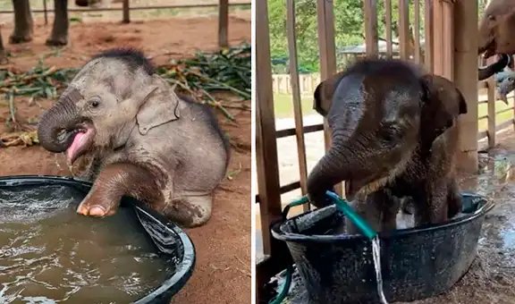 Bebé elefante es rescatado y se emociona al tener su primer baño en el santuario 