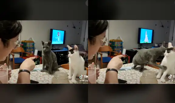 Mujer pide a sus gatitos que se disculpen por potarse mal y terminan peleando de nuevo