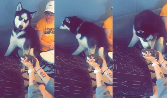 Perrita tiene curiosa reacción al reencontrarse con su cría después de no verla dos días