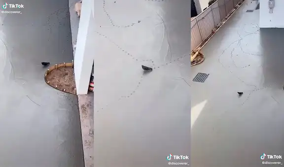 Obrero graba cómo una paloma plasma un singular ‘diseño’ al caminar sobre cemento fresco