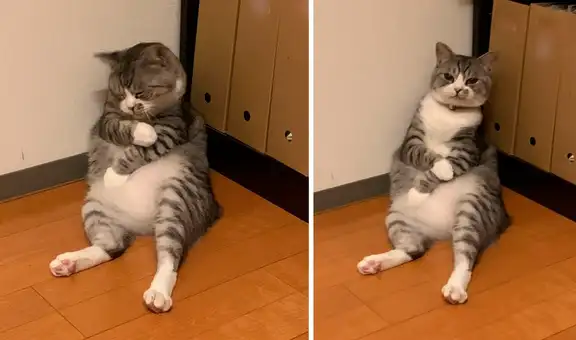Gato se convierte en blanco de divertidos memes por su curiosa forma de dormir
