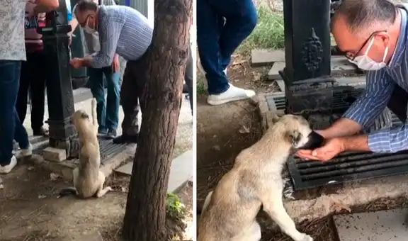 Hombre detiene su caminata y se acerca a un perro callejero para darle un poco de agua 