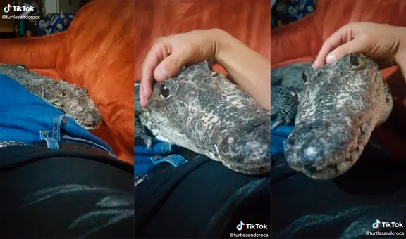 Cocodrilo acude donde su cuidador y se acuesta a su lado para dormir juntos