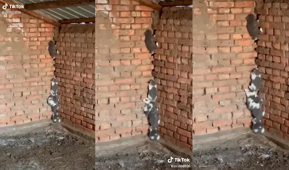 Filma la ‘escalera’ que hicieron unos gatitos que rescató para querer escaparse