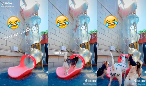 Traviesos perros se divierten jugando en un tobogán como si fueran niños