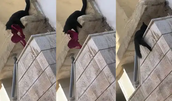 Traviesa gatita roba un sujetador de desconocida y lo lleva a la casa de su dueña