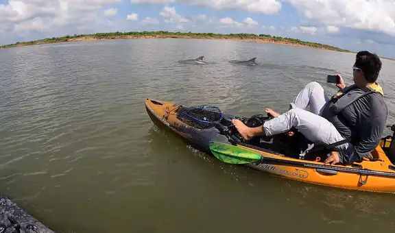 Manada de delfines juega placenteramente con dos kayakistas por un canal intracostero