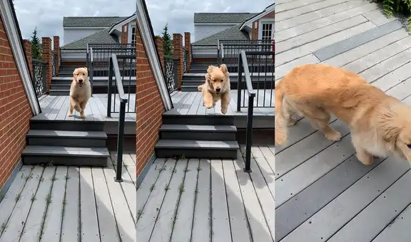 Perro se divierte saltando por las escaleras a modo de saludo de bienvenida hacia su dueño