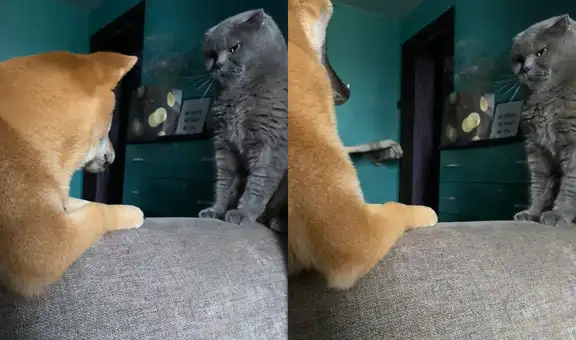 Perrito hace lloriqueos para incitar a su amigo felino que juegue con él