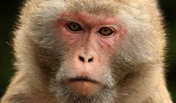 Macaco viaja 22 kilómetros para supuestamente tomar ‘venganza’ contra su captor en India  