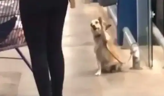 Perrito levanta su patita para despedirse de los clientes en la puerta de un supermercado