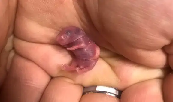 Familia salva la vida de un ratón recién nacido tras encontrarlo en el interior de su casa