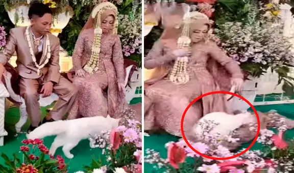 Gatito interrumpe boda y se acuesta en el vestido de la novia para tomar una siesta