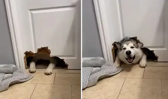 Deja a su perro solo unas horas y al retornar nota que destrozó una parte de la puerta
