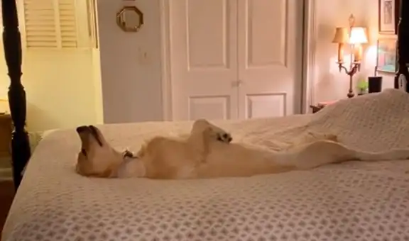 Joven ingresa a su cuarto y encuentra a su perro durmiendo de singular forma