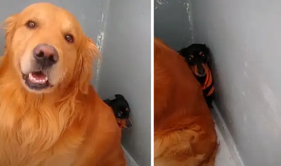 Perro se oculta detrás de su ‘amigo’ para que su dueño no lo castigue por sus travesuras