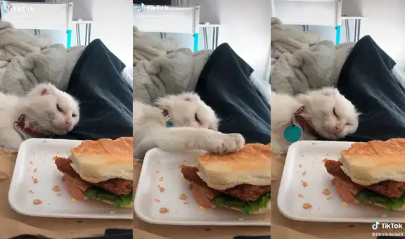 Gata anciana intenta probar la comida de su dueña y finge dormirse para no ser atrapada