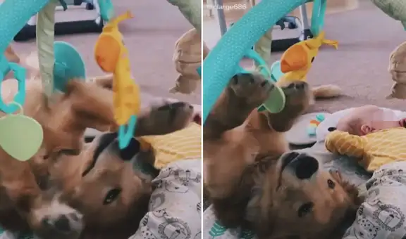 Perrito se acuesta junto al bebé de su dueña, pero se ‘divierte’ con sus juguetes
