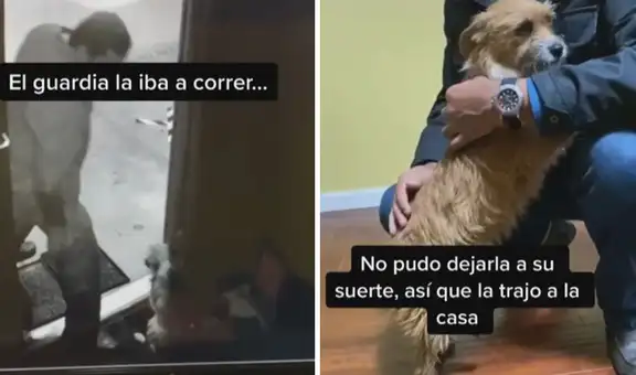 Perrita herida ingresa en un local para refugiarse y propietario decide adoptarla