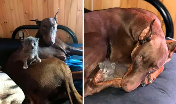 Perrita acoge a gato con ceguera y lo atiende como a sus propias crías
