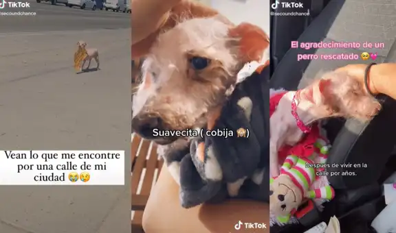 Joven rescata de ser atropellada a perrita callejera que llevaba un chicharrón en su hocico