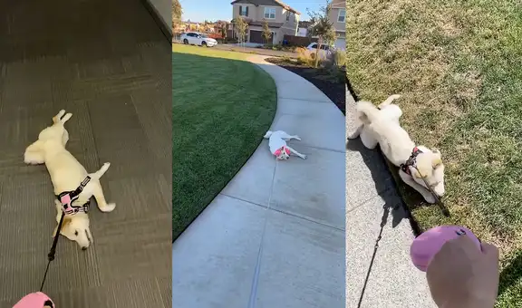 Perrito de raza shiba inu prefiere pasear arrastrado antes que caminar