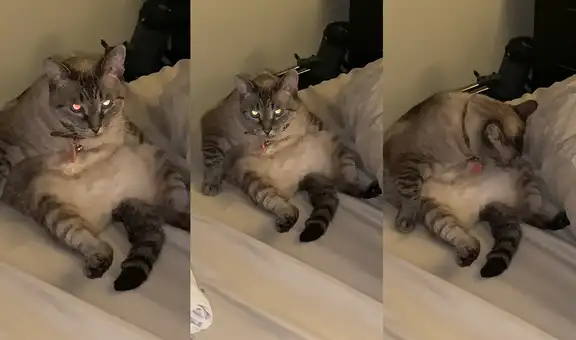 Cautivadora gatita se relaja sentada en una posición muy divertida