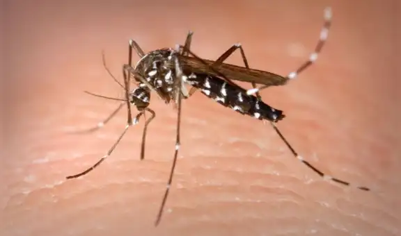Dengue: 51 distritos, incluyendo Lima, son declaradas en emergencia sanitaria tras rebrote