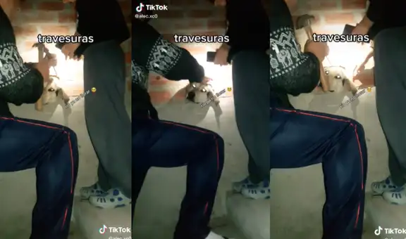 Perrito se atora en un agujero y familia rompe la pared de su hogar para que pueda salir