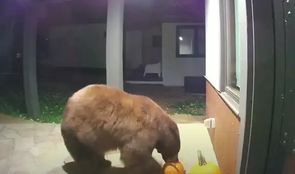 Escucha extraños sonidos y descubre a enorme oso robando la comida de su casa