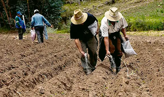 Gobierno lanzará programa de bonos a agricultores para la compra de fertilizantes