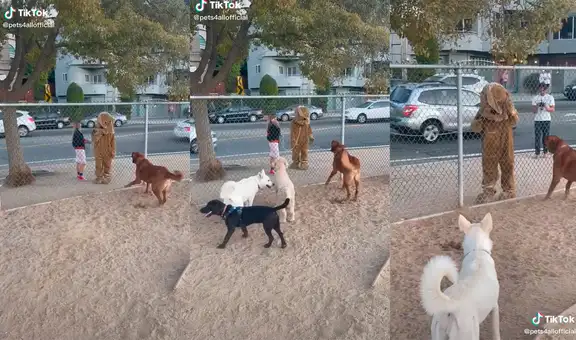 Hombre disfrazado de perro sorprende al visitar a mascotas de una guardería canina