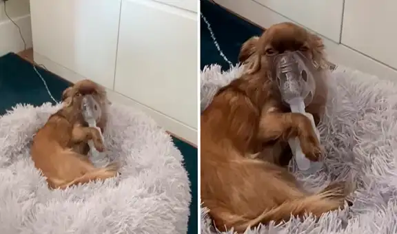 Perrito ‘apoya’ a su dueño sosteniendo su propia máscara respiradora con su patita