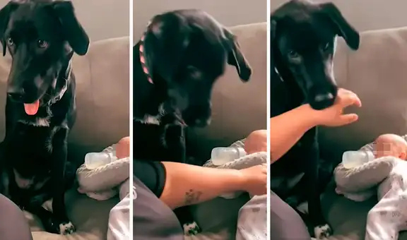 Perrito se encarga de ‘cuidar’ al bebé de sus dueños y no deja que nadie lo toque
