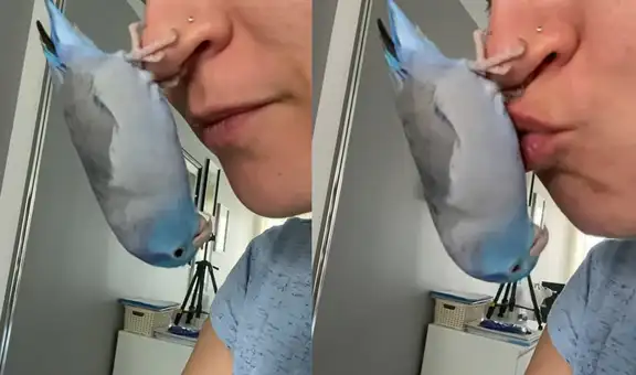 Pájaro se cuelga en la nariz de su dueña para recibir besos de una forma peculiar