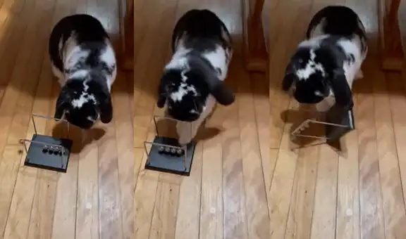 Conejito doméstico demuestra su enojo y empuja las esferas de un péndulo