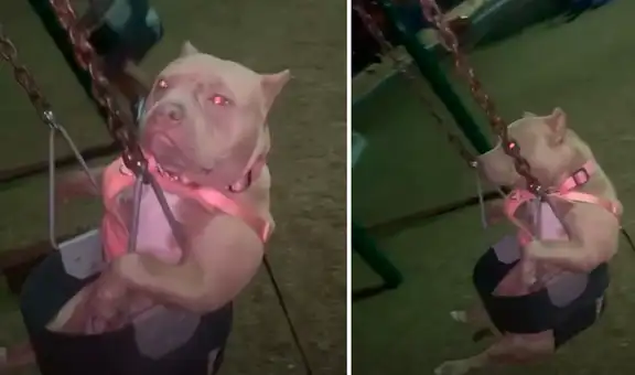 Perrito va al parque y se entretiene con uno de los columpios para niños