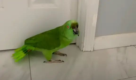 Loro ‘llora’ de manera inconsolable para convencer a su dueña y le permita salir de casa