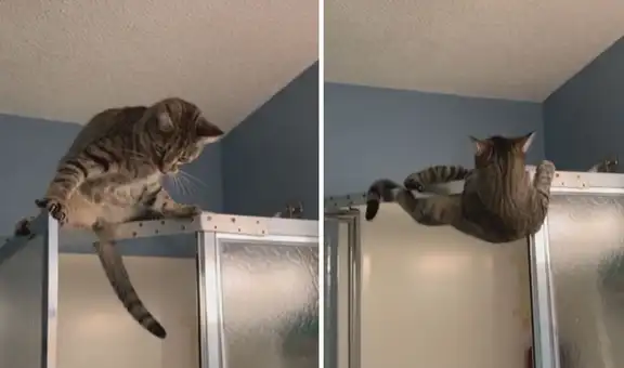 Gatito intenta hacer travesuras, pero todo se sale de control y queda atrapado en una puerta