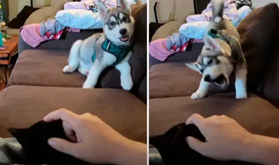 Perrito se pone ‘celoso’ al ver que su dueña le hace caricias al gato adoptado