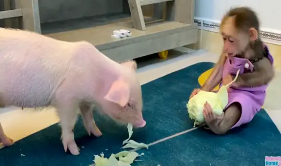 Monita y cerdo se convierten en ‘mejores amigos’ y video conmueve a miles