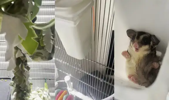Encantadora ardilla planeadora utilizó un espacio poco convencional para esconderse
