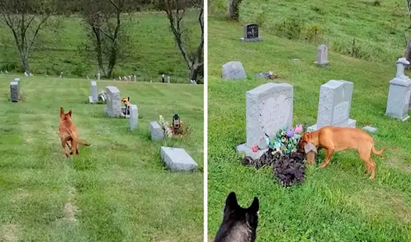 Perrito corre en el cementerio para visitar la lápida de la difunta madre de su dueño 